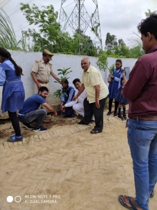 Tree Plantation